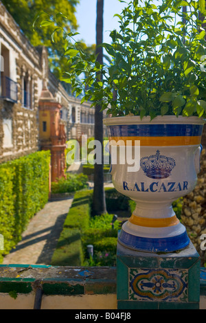 Keramiktopf in den Gärten der Reales Alcazares (Royal Palaces) - UNESCO-Weltkulturerbe, Viertel Santa Cruz Stockfoto