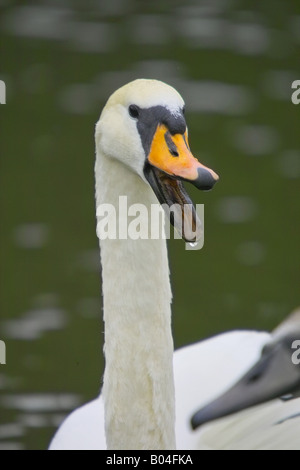 Höckerschwan - Porträt / Cygnus Olor Stockfoto