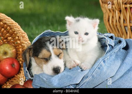 Jack Russell Terrier Welpen und Kätzchen in jeans Stockfoto