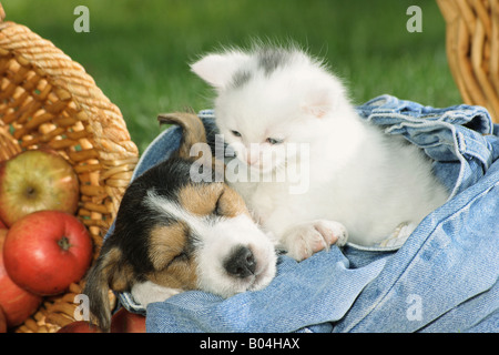 Jack Russell Terrier Welpen und Kätzchen in jeans Stockfoto