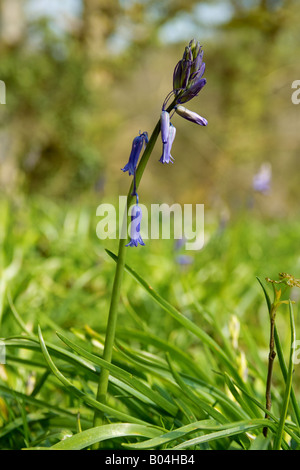 Bluebell im Keim zu ersticken. Stockfoto