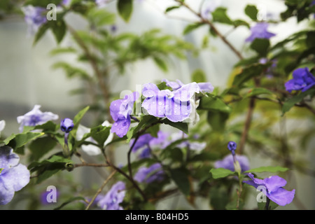 Jasmin. Stockfoto