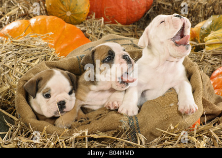 Englische Bulldogge - 3 Welpen im sack Stockfoto