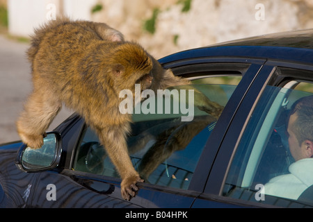 Berberaffe (aka Barbary Affe), Macaca Sylvanus, in einem touristischen Auto, The Rock of Gibraltar, Gibraltar. Stockfoto