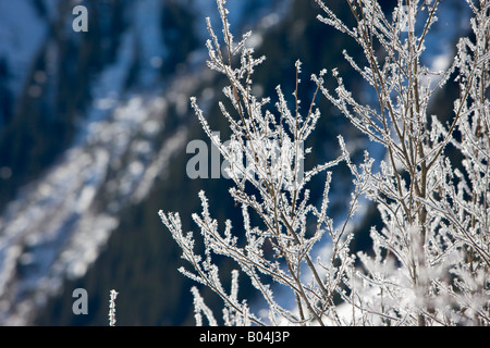 Bereifte Bäume Farbsäume eines Alpenflusses im Wildgerlostal (gerecht-Tal), Salzburger Land, Österreich, Europa. Stockfoto