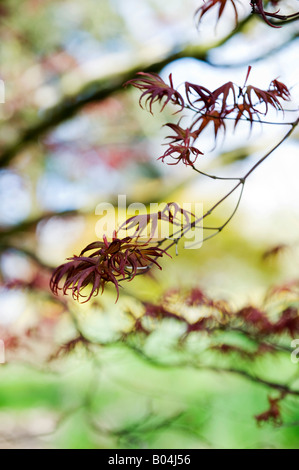 Acer Palmatum 'Bloodgood'. Japanischer Ahorn 'Bloodgood' Baum Blätter im Frühling. UK Stockfoto