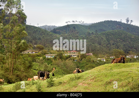 Kühe in hoch gelegenen Wiese und Weideland Land umgeben von weitläufigen Plantagen übersät mit Hütten Munnar Kerala Indien Stockfoto