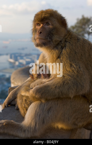 Weiblicher Berberaffe (aka Barbary Affe), Macaca Sylvanus, pflegen ihre jungen, The Rock of Gibraltar, Gibraltar, Costa De La Luz Stockfoto