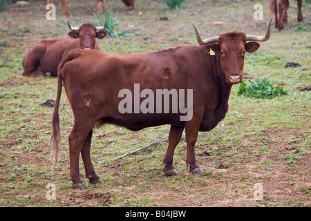 Kühe in einer Koppel in der Nähe von der Stadt von Vejer De La Frontera, Costa De La Luz, Provinz Cádiz, Andalusien (Andalusien), Europa. Stockfoto