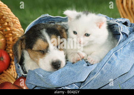Jack Russell Terrier Welpen und Kätzchen in jeans Stockfoto
