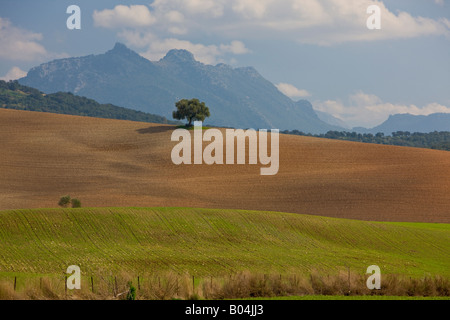 Einzelner Baum auf Gepflügtes Koppel entlang der Ruta de Los Almoravides Backdropped von den Gipfeln der Parque Natural de Los Alcornocales Stockfoto