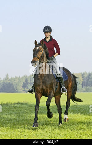 Junge Dame Reiter im Galopp auf Rückseite des deutschen Pferd Stockfoto