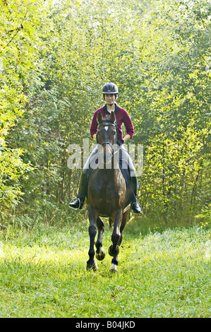 Junge Dame Reiter im Galopp auf Rückseite des deutschen Pferd Stockfoto