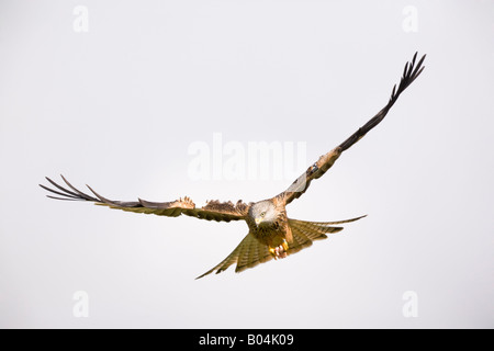 Soaring Rotmilan (Milvus Milvus) mit Flügeln auf Gigrin Farm, Rhayader, Powys, Wales Stockfoto