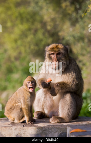 Berberaffen (aka Berberaffen), Macaca Sylvanus, den Felsen von Gibraltar, Gibraltar, Großbritannien, Vereinigtes Königreich. Stockfoto