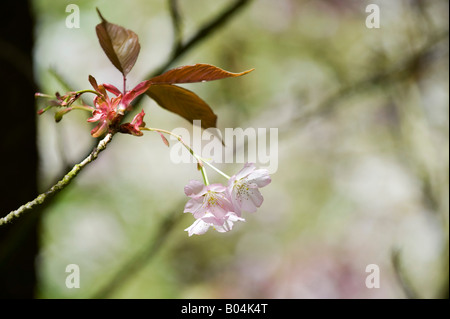 Prunus Serrulata Hisakura. Cherry Hill. Japanische Kirsche Baum Blüte Stockfoto