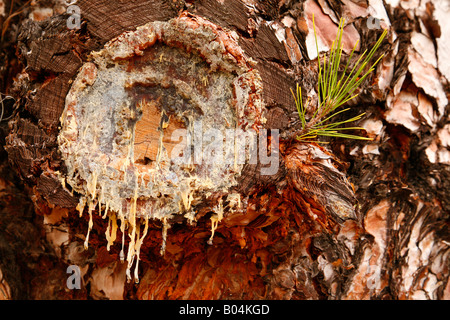 Kiefernharz weinend aus dem abgeschnittenen Zweig einer Kiefer auf Teneriffa Stockfoto