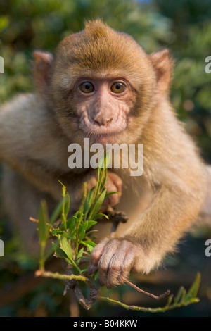 Junger Berberaffe (aka Barbary Affe), Macaca Sylvanus, in einem Baum auf dem Felsen von Gibraltar, Gibraltar, Costa De La Luz Stockfoto