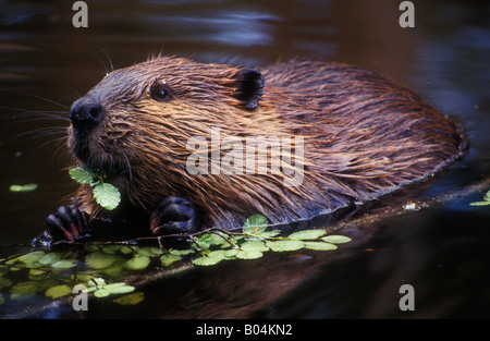 (Castor Canadensis), amerikanischer Biber in Feuerland, Argentinien, Südamerika Stockfoto