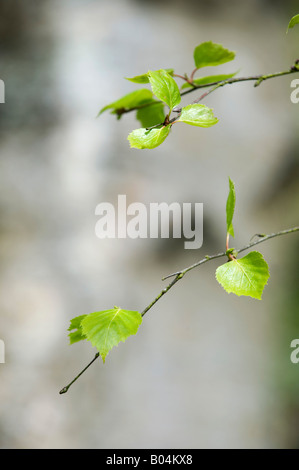 Betula Platyphylla. Japanischer weißer Birke / asiatische weiße Birkenbaum Blätter im Frühling. UK Stockfoto