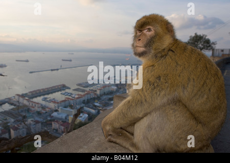 Weiblicher Berberaffe (aka Barbary Affe), Macaca Sylvanus, pflegen ihre jungen, The Rock of Gibraltar, Gibraltar, Costa De La Luz Stockfoto