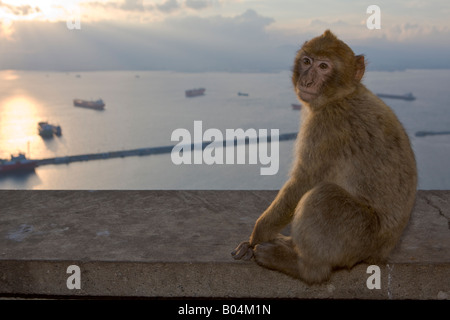 Junger Berberaffe (aka Barbary Affe), Macaca Sylvanus, bei Den Affen auf dem Felsen von Gibraltar, Gibraltar, Costa De La Luz Stockfoto