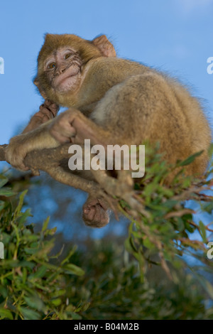 Junger Berberaffe (aka Barbary Affe), Macaca Sylvanus, in einem Baum auf dem Felsen von Gibraltar, Gibraltar, Costa De La Luz Stockfoto