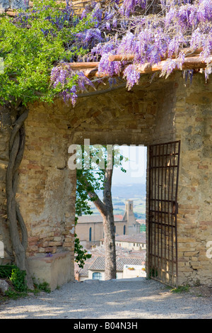 Lila Glyzinie, Wisteria Sinensis wächst über ein Tor durch die Wände von der historischen Stadt San Gimignano Stockfoto