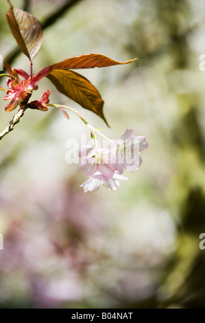 Prunus Serrulata Hisakura. Cherry Hill. Japanische Kirsche Baum Blüte Stockfoto