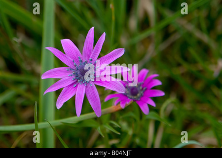 Anemone Blanda Strahlenanemone Berg Windflower Rhodos Prophitis Ilias Butterblume Hahnenfußgewächse Butterblumen Stockfoto