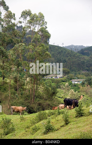 Kühe in großer Höhe Wiese und Weideland Land in der Nähe von Hütten, eingebettet in ausgedehnte Plantagen Munnar Idukki Kerala Indien Stockfoto