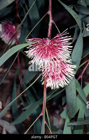 Nadelkissen Hakea-Hakea Laurina - Familie Proteaceae Stockfoto