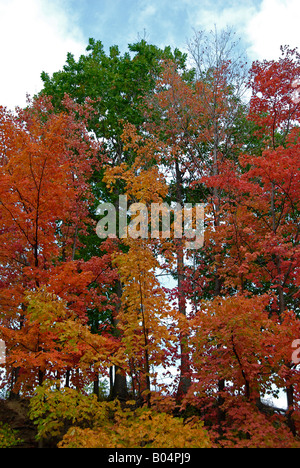 Bäume im Herbst Stockfoto