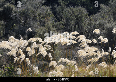 Toetoe Rasen von den Lewis River Banken Canterbury Neuseeland Stockfoto