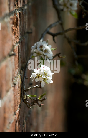 Prunus. Kirschbaum Blüte gegen eine Mauer. UK Stockfoto