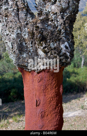 Korkeiche (umgangsprachlich Korkeiche), Quercus Suber, entlang der Ruta de Los Almoravides in der Provinz Cádiz, Andalusien Stockfoto