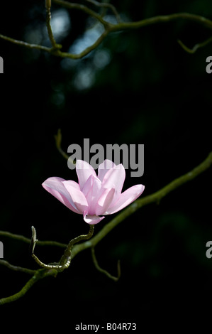 Magnolia Campbellii Darjeeling Blume Stockfoto