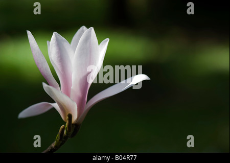 Magnolia X soulangiana einzelne Blume Stockfoto