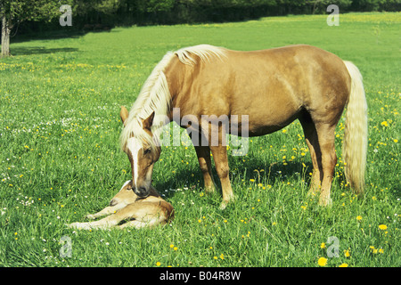 Haflinger Pferd Stute mit ihrem Fohlen 3 Tage alt Stockfoto