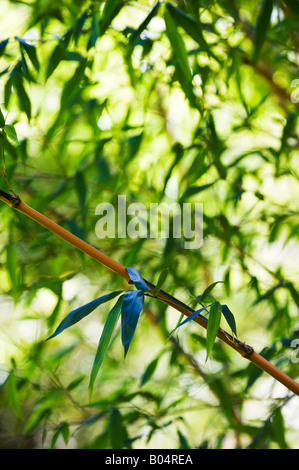 Phyllostachys Bambusoides 'Castillonii'. Castillon-Bambus-Blätter. Selektiven Fokus Stockfoto