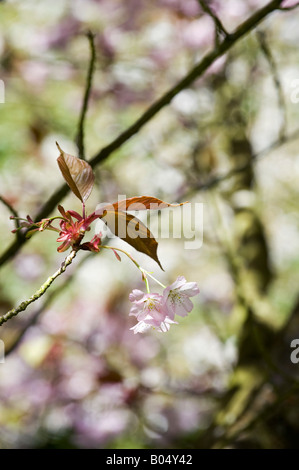 Prunus Serrulata Hisakura. Cherry Hill. Japanische Kirsche Baum Blüte Stockfoto