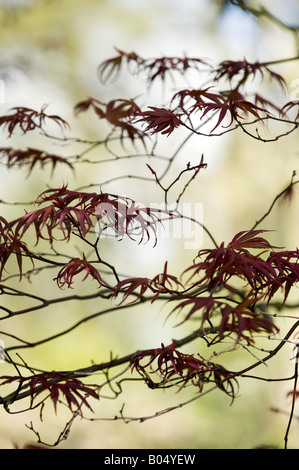 Acer Palmatum 'Bloodgood'. Japanischer Ahorn 'Bloodgood' Baum Blätter im Frühling. UK Stockfoto