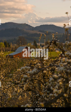 Oregon, Hood River. Mount Hood thront über Apfelplantagen mit einer roten Scheune bei Sonnenuntergang. Stockfoto