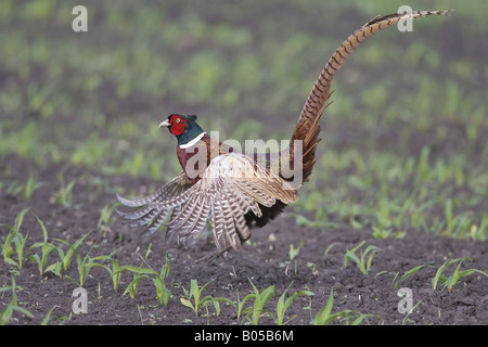 gemeinsamen Fasan, Kaukasus Fasane, kaukasische Fasan (Phasianus Colchicus), mit Flügeln, Deutschland Stockfoto