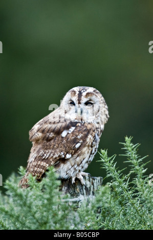 Waldkauz (Strix Aluco) Stockfoto