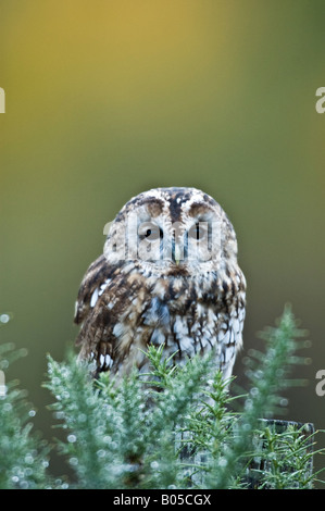 Waldkauz (Strix Aluco) Stockfoto