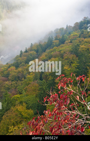 Blick vom Ilsesteins in das Tal von Ilse, Deutschland, Sachsen-Anhalt, Ilsenburg Stockfoto