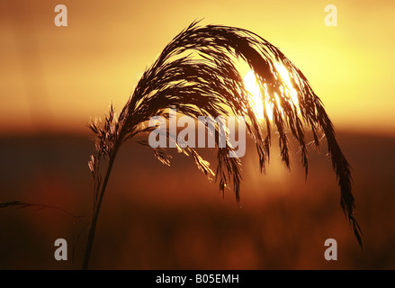 Reed Grass, gemeinsamen Schilf (Phragmites Communis, Phragmites Australis), Blütenstand bei Gegenlicht, Deutschland Stockfoto