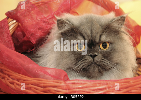 Hauskatze, Hauskatze, Perser (Felis Silvestris F. Catus), sitzen in einem Korb Stockfoto