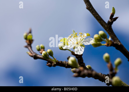 Blüte Prunus Domestica "Greengage" Stockfoto